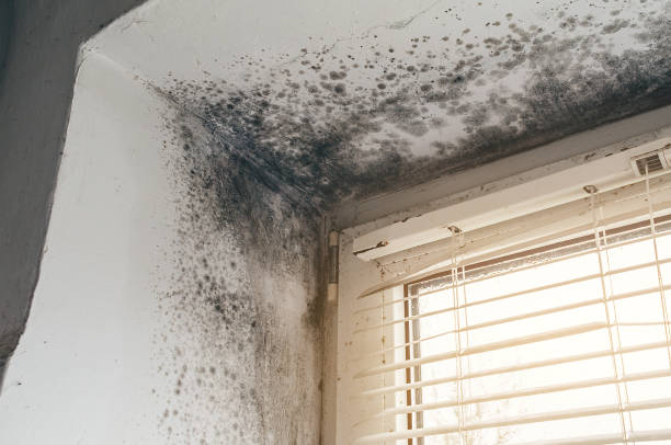 Affordable Mold Remediation solutions in Holly Springs, NC