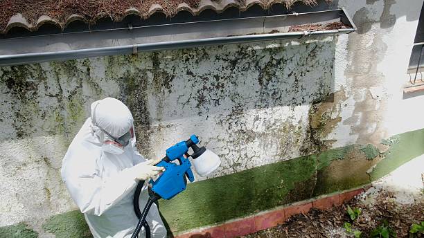 Top rated local Mold Remediation specialists in Holly Springs, NC